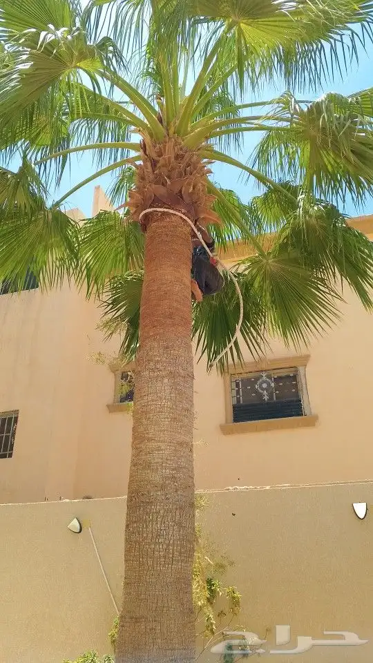 لجميع أعمال الواشنطن والنخيل 1