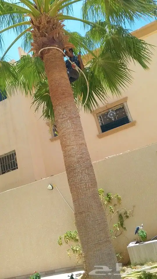 لجميع أعمال الواشنطن والنخيل 0