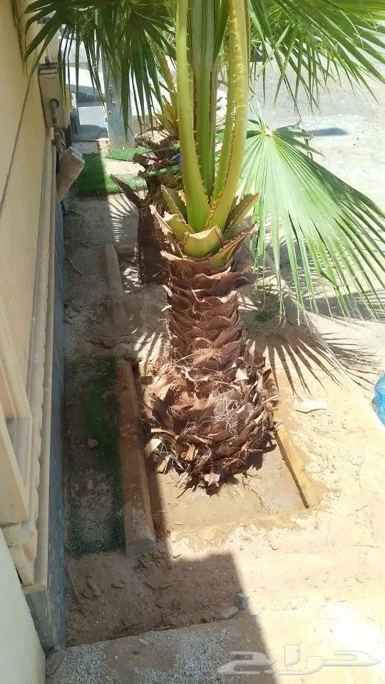 لجميع أعمال الواشنطن والنخيل 8