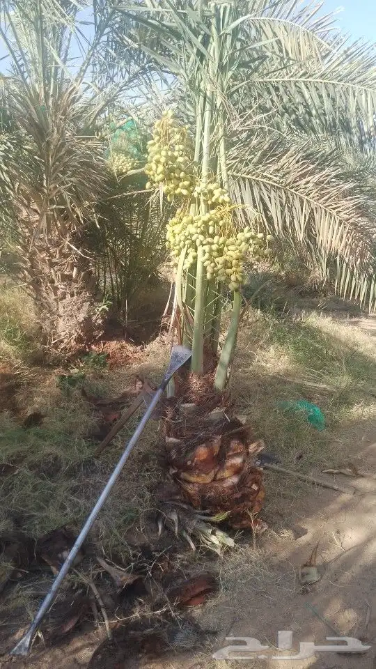 يوجد لدينا نخيل مثمر جميع الانواع وجميع المقسات 9