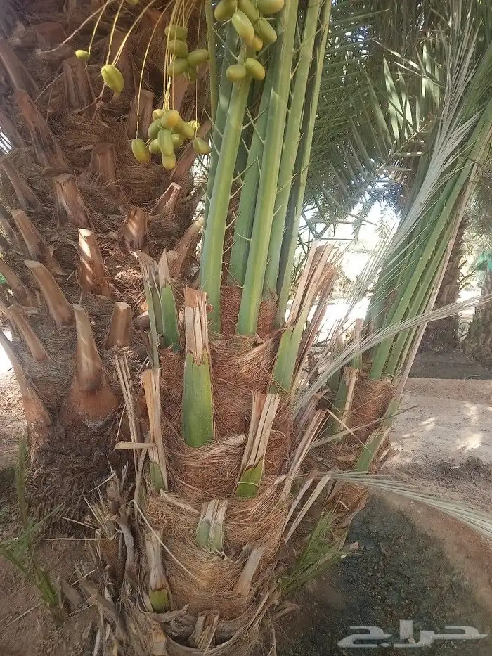 للبيع نخل عربي واشنطونيا 0