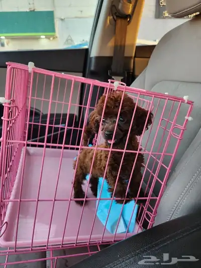 كلب بودل Toy poodle tea cup بسعر مميز 1