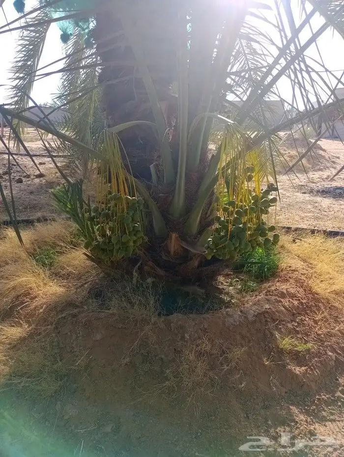 نخل وجثايث ونقيل وفسيل القصيم نخل مثمر سعرمعقوال 1