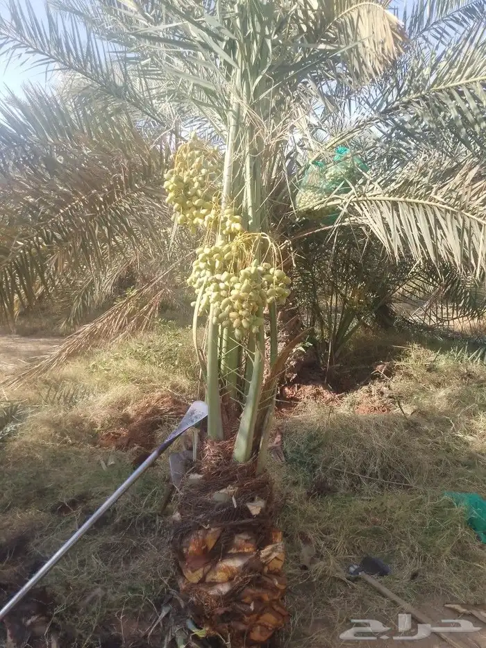 يوجد لدينا نخيل مثمر جميع الانواع وجميع المقسات 4