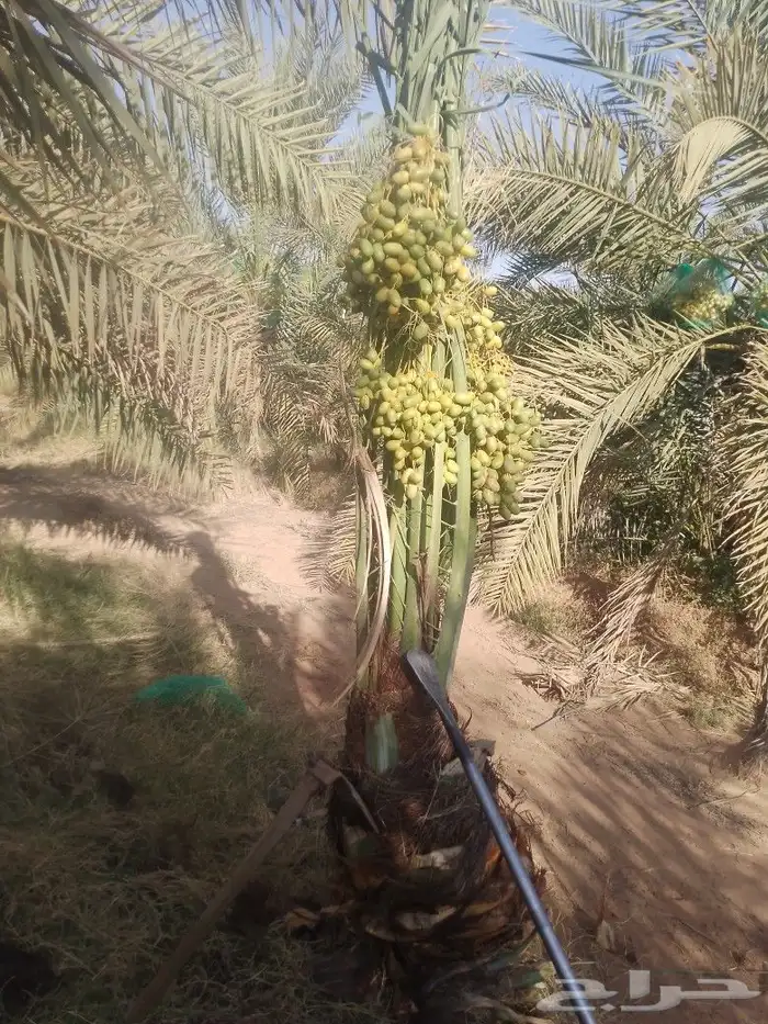 يوجد لدينا نخيل مثمر جميع الانواع وجميع المقسات 5