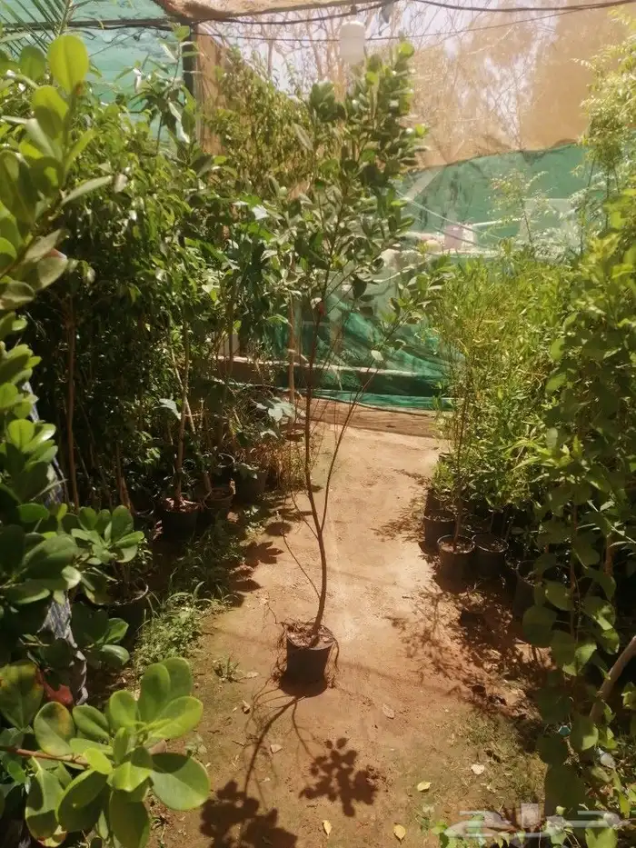 يوجد لدينا أنواع الشجرة والزيتون النخيل عربي وشنطني والشتلات 0