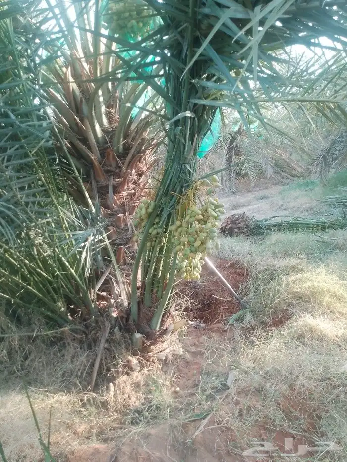 يوجد لدينا نخيل مثمر جميع الانواع وجميع المقسات 6