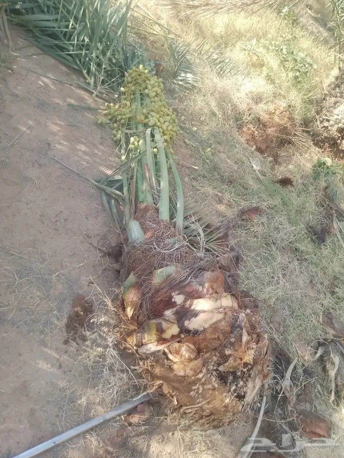 يوجد لدينا نخيل مثمر جميع الانواع وجميع المقسات 2