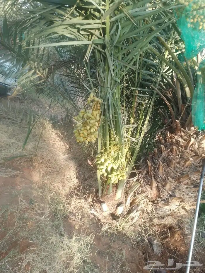 يوجد لدينا نخيل مثمر جميع الانواع وجميع المقسات 8