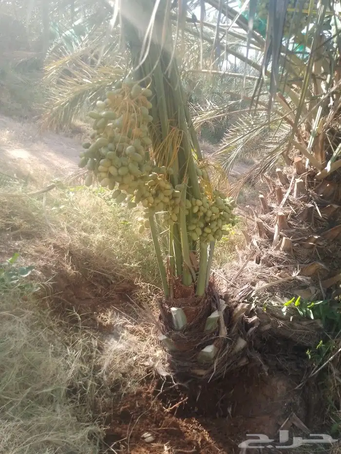 يوجد لدينا نخيل مثمر جميع الانواع وجميع المقسات 7