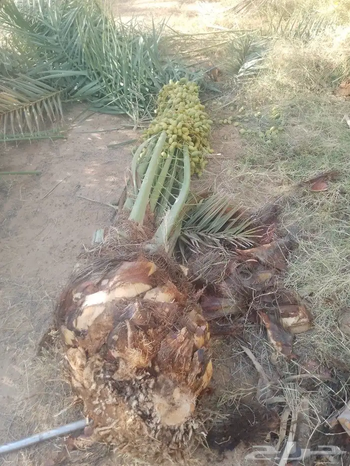 يوجد لدينا نخيل مثمر جميع الانواع وجميع المقسات 3