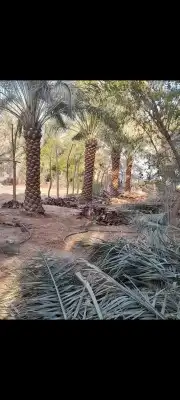 نقوم بتوريد جميع انواع انخل 2