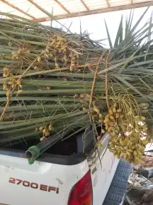 نقوم بتوريد جميع انواع انخل 1