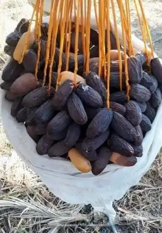 يوجد لدينا نخل للبيع مثمر بجميع أنواعه ومقاسته المختلفه 0