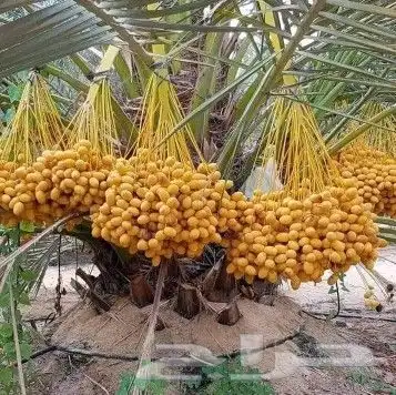 يوجد لدينا نخل للبيع مثمر بجميع أنواعه ومقاسته المختلفه 1