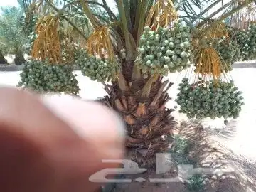 يوجد لدينا نخل للبيع مثمر بجميع أنواعه ومقاسته المختلفه 2