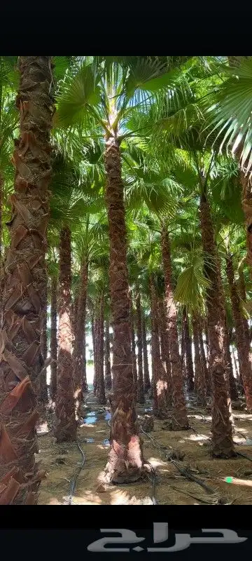 نخيل وشنطن زينه كل المقاسات متوفره قلع غرس توصيل بأسعار مناس 0