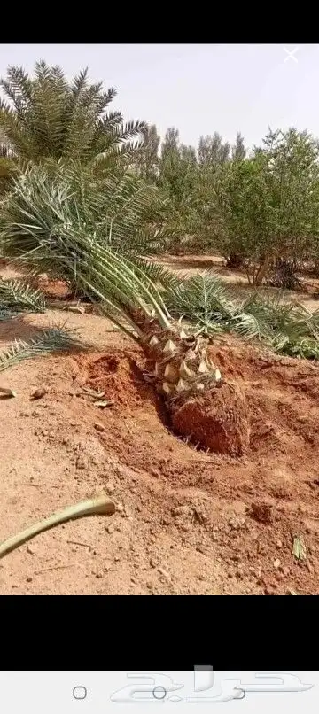 نقوم بتوريد جميع انواع انخل 5