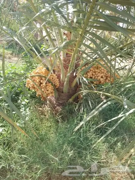 نقوم بتوريد جميع انواع انخل 7