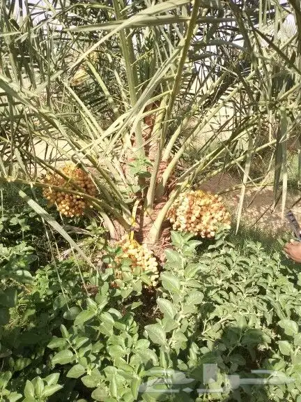 نقوم بتوريد جميع انواع انخل 4