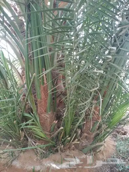 نقوم بتوريد جميع انواع انخل 0