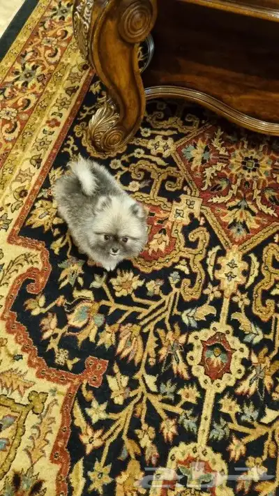 كلب بوميرينيان Pomeranian Dog تيدي فيس 1