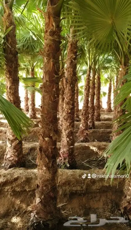 تركيب شبوك 4