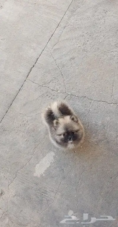 كلب بوميرينيان Pomeranian Dog تيدي فيس 0