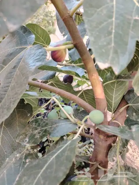 تين الشفا جاهز للنقل 2