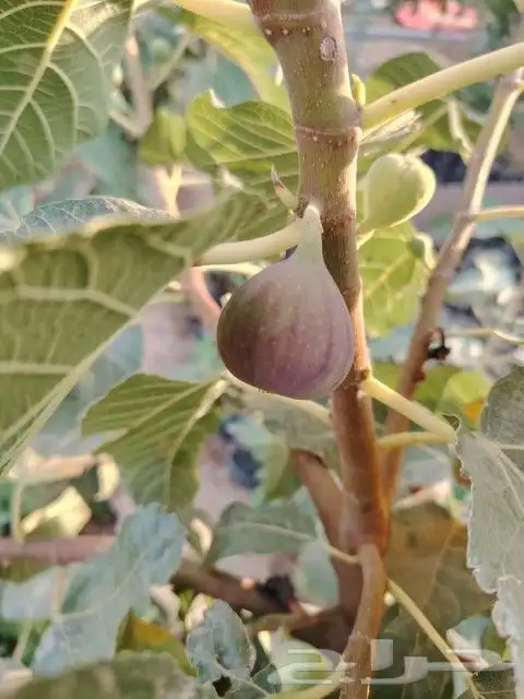 تين الشفا جاهز للنقل 1