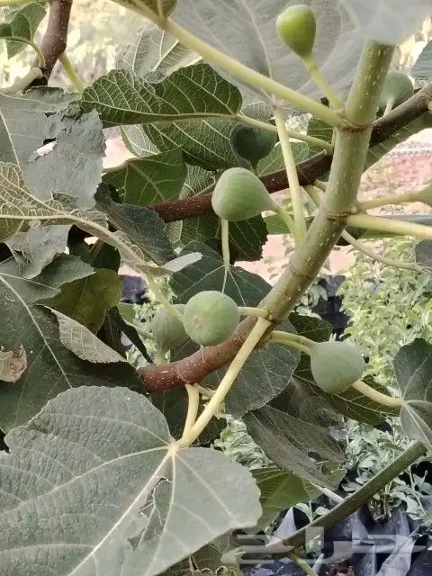 تين الشفا جاهز للنقل 6