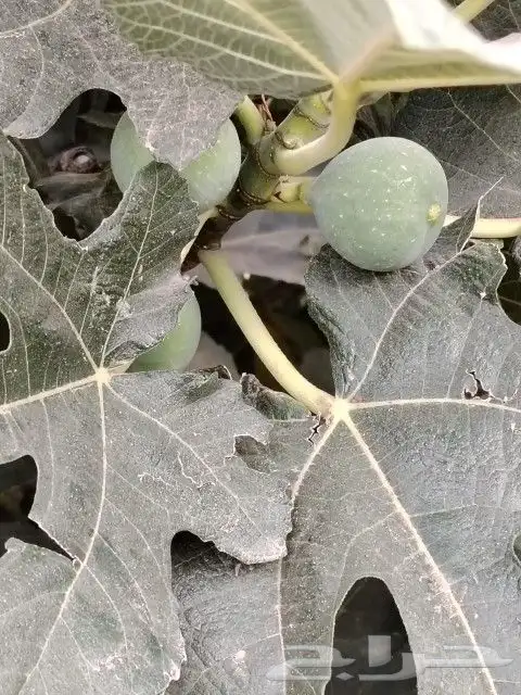 تين الشفا جاهز للنقل 5