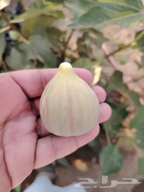 تين الشفا جاهز للنقل 0