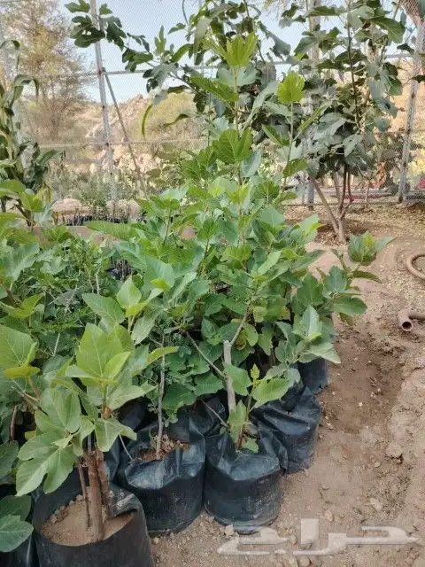 تين الشفا جاهز للنقل 3