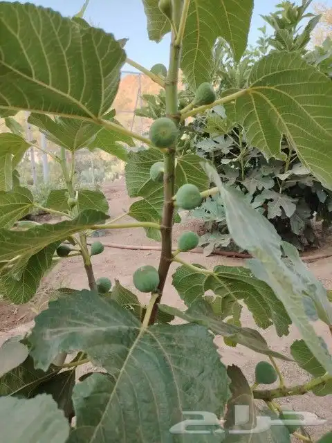 تين الشفا جاهز للنقل 4