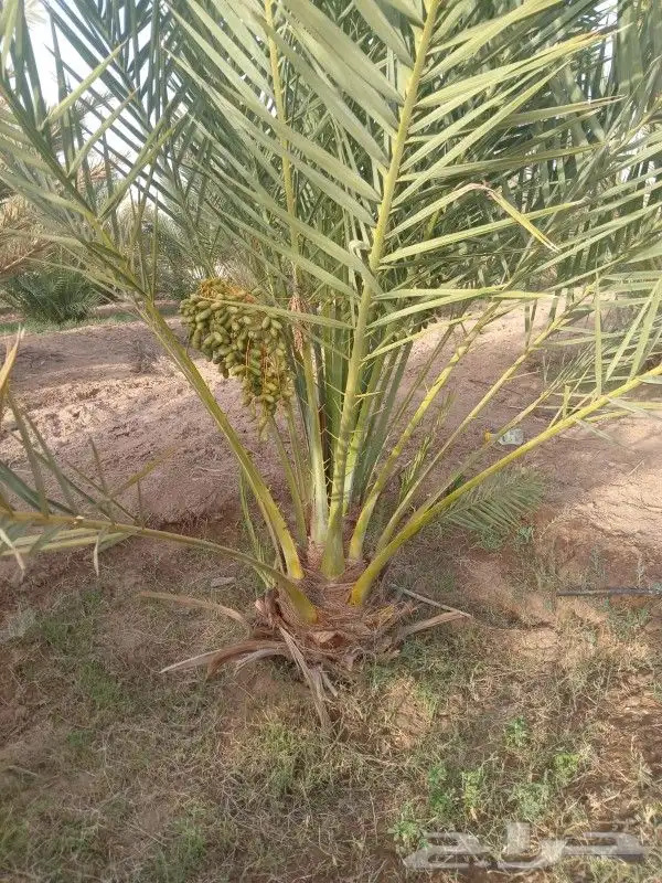 نخل مثمر للبيع 3