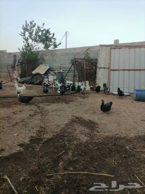 للبيع بط بلدي فاخر من الاخر تم البيع 1