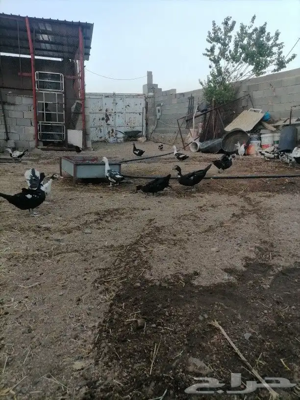 للبيع بط بلدي فاخر من الاخر تم البيع 3