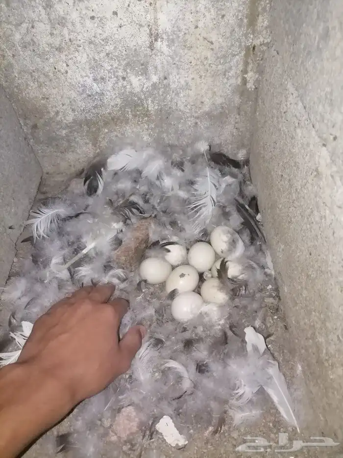 للبيع بط بلدي فاخر من الاخر تم البيع 7