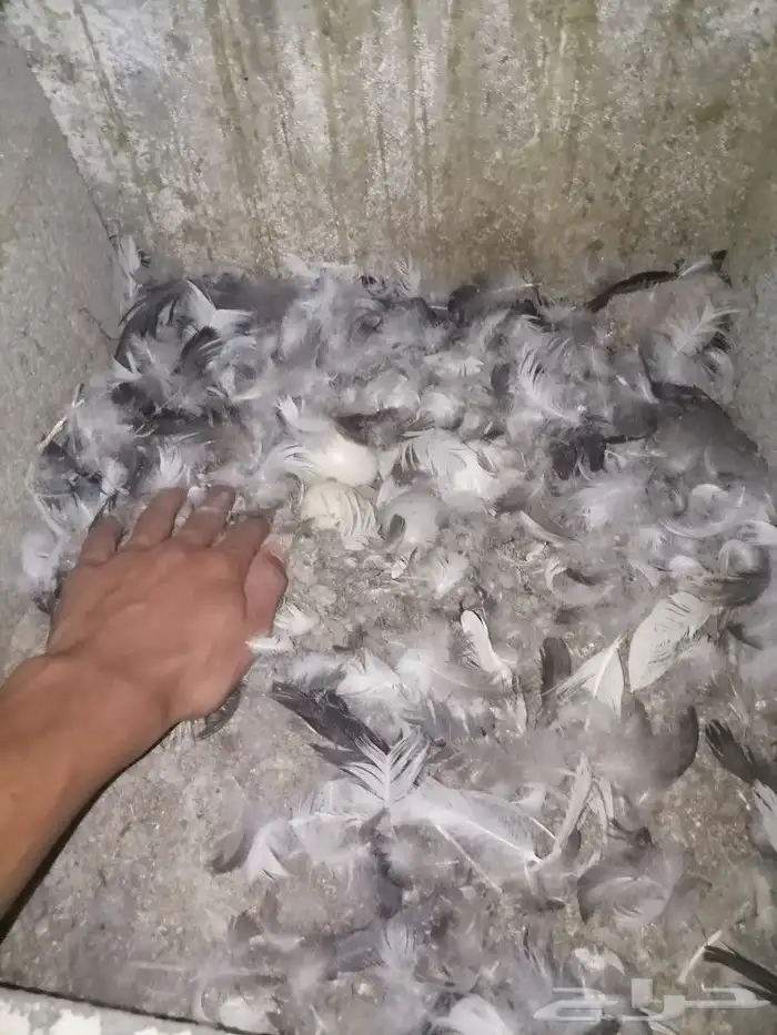 للبيع بط بلدي فاخر من الاخر تم البيع 8
