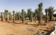 نقوم بشغال انواع النخيل عربي وشنطني قلع وغرس وتوريد 8