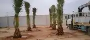 نقوم بتوريد انخيل وزرعته الوشنطني والعربي مقسات حلوه بجميع ا 2