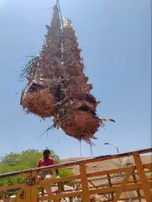 نقوم بشغال انواع النخيل عربي وشنطني قلع وغرس وتوريد 1