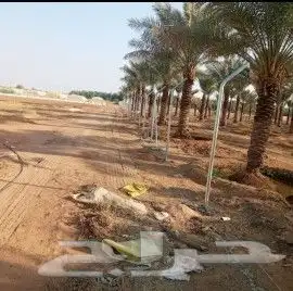 تنفيذ اعمال شبوك المزارع والاراضي البيضاء وزراعت النخيل العر 4