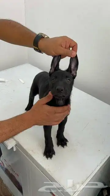 ذكر مالينو شهرين ونص شربوني 9