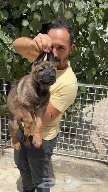 ذكر مالينو شهرين ونص شربوني 0