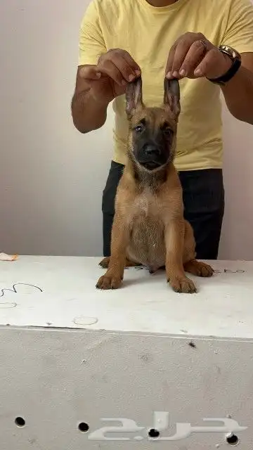 ذكر مالينو شهرين ونص شربوني 10