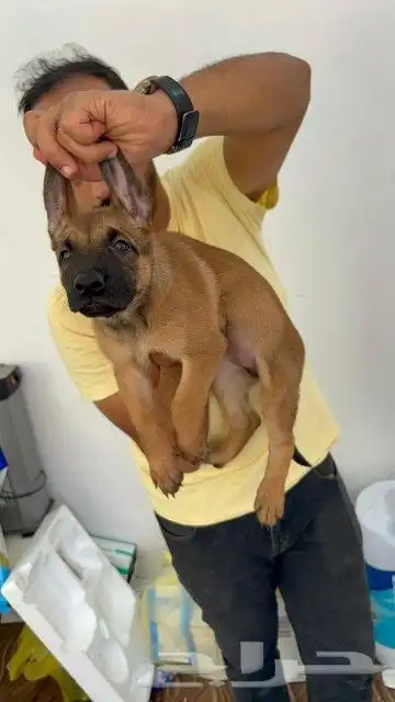 ذكر مالينو شهرين ونص شربوني 7