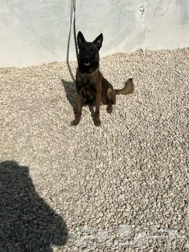 ذكر مالينو شهرين ونص شربوني 5