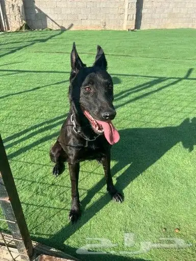 ذكر مالينو شهرين ونص شربوني 6